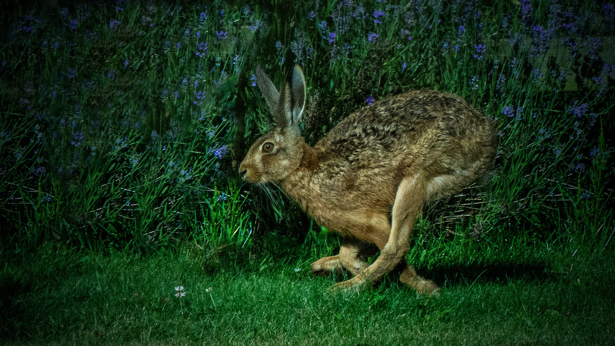 Flying, Tail between it legs.